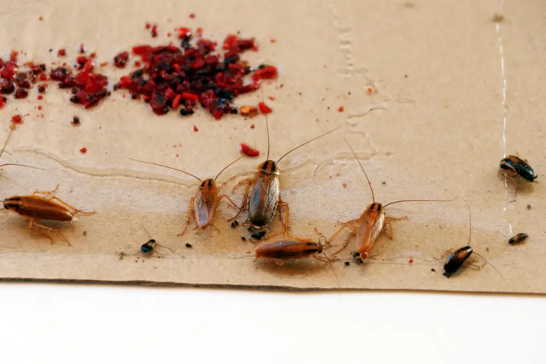 When to Book Termite Inspection Sydney and German Cockroach Control With Tom's Pest Control Sydney